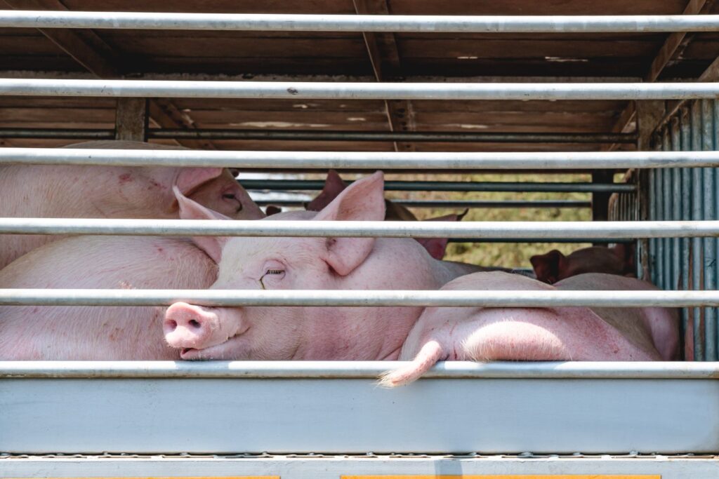 Finance for Livestock Trailers
